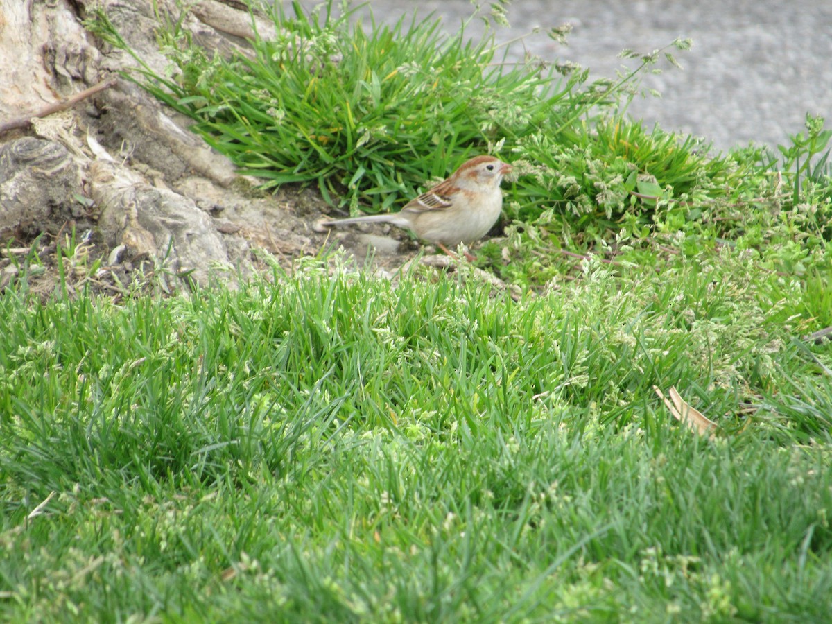 Field Sparrow - ML617830088