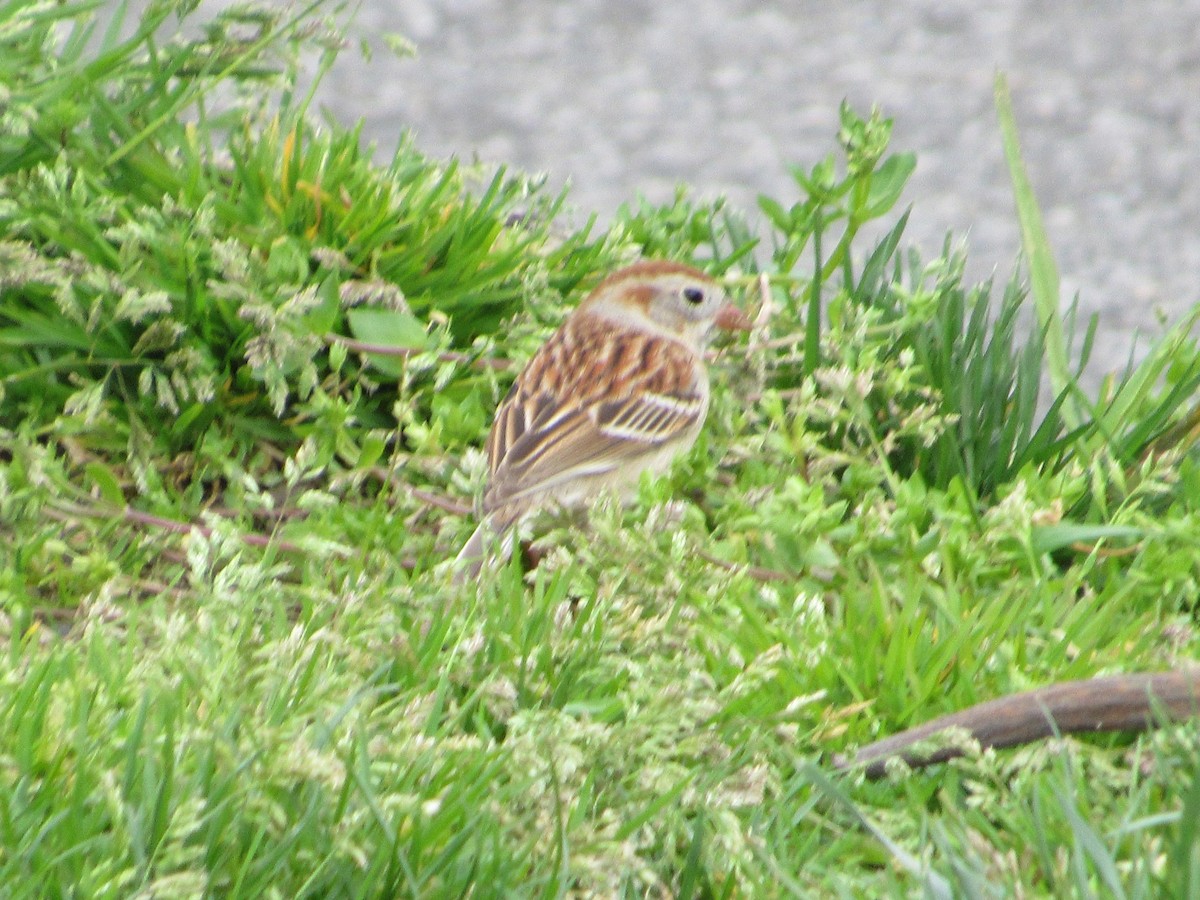 Field Sparrow - ML617830104