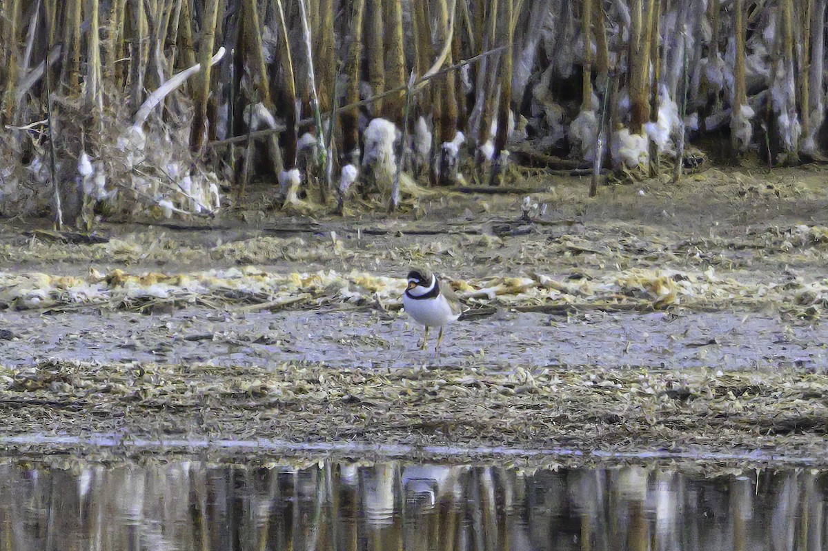 Semipalmated Plover - ML617830136