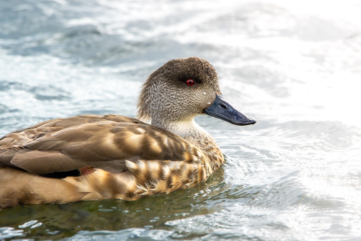 Crested Duck - ML617830137