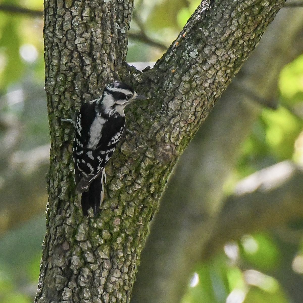 Downy Woodpecker - ML617830141