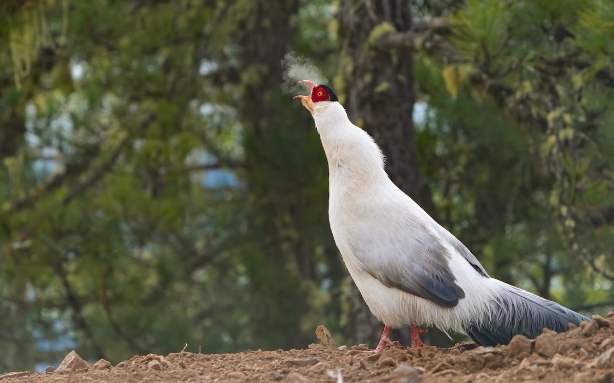 Белый ушастый фазан - ML617830150