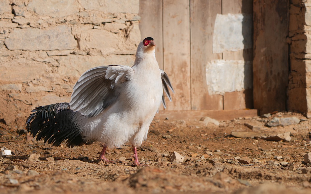 Белый ушастый фазан - ML617830152