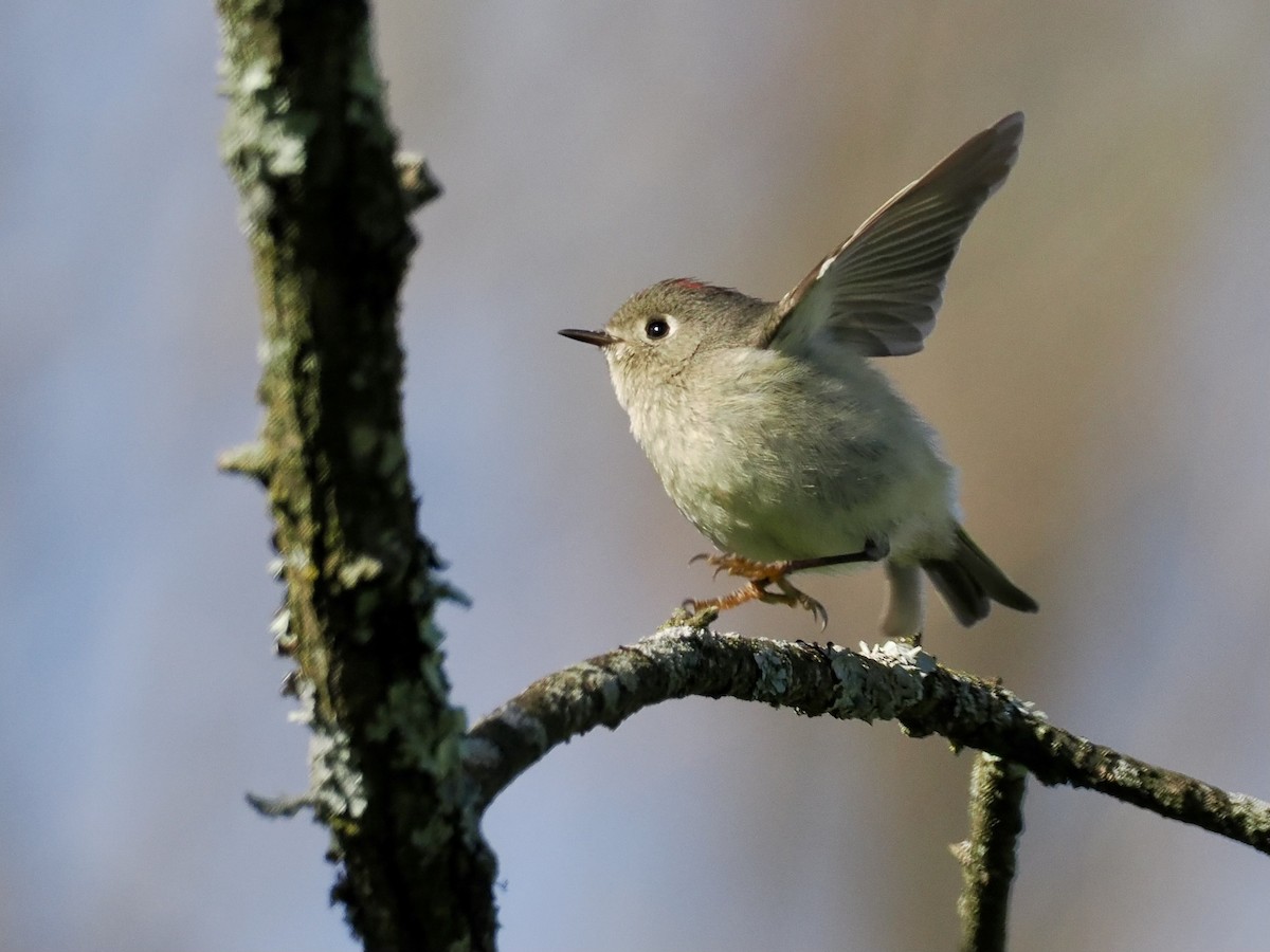 Ruby-crowned Kinglet - June Smith