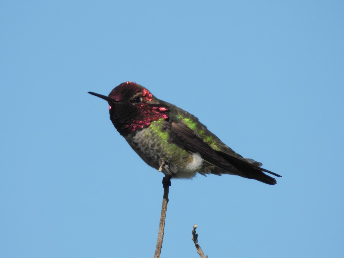 Anna's Hummingbird - ML617830175