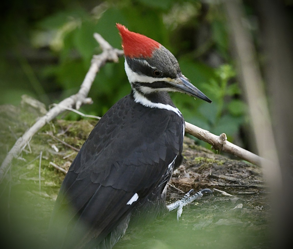 Pileated Woodpecker - Lisa Klepacz