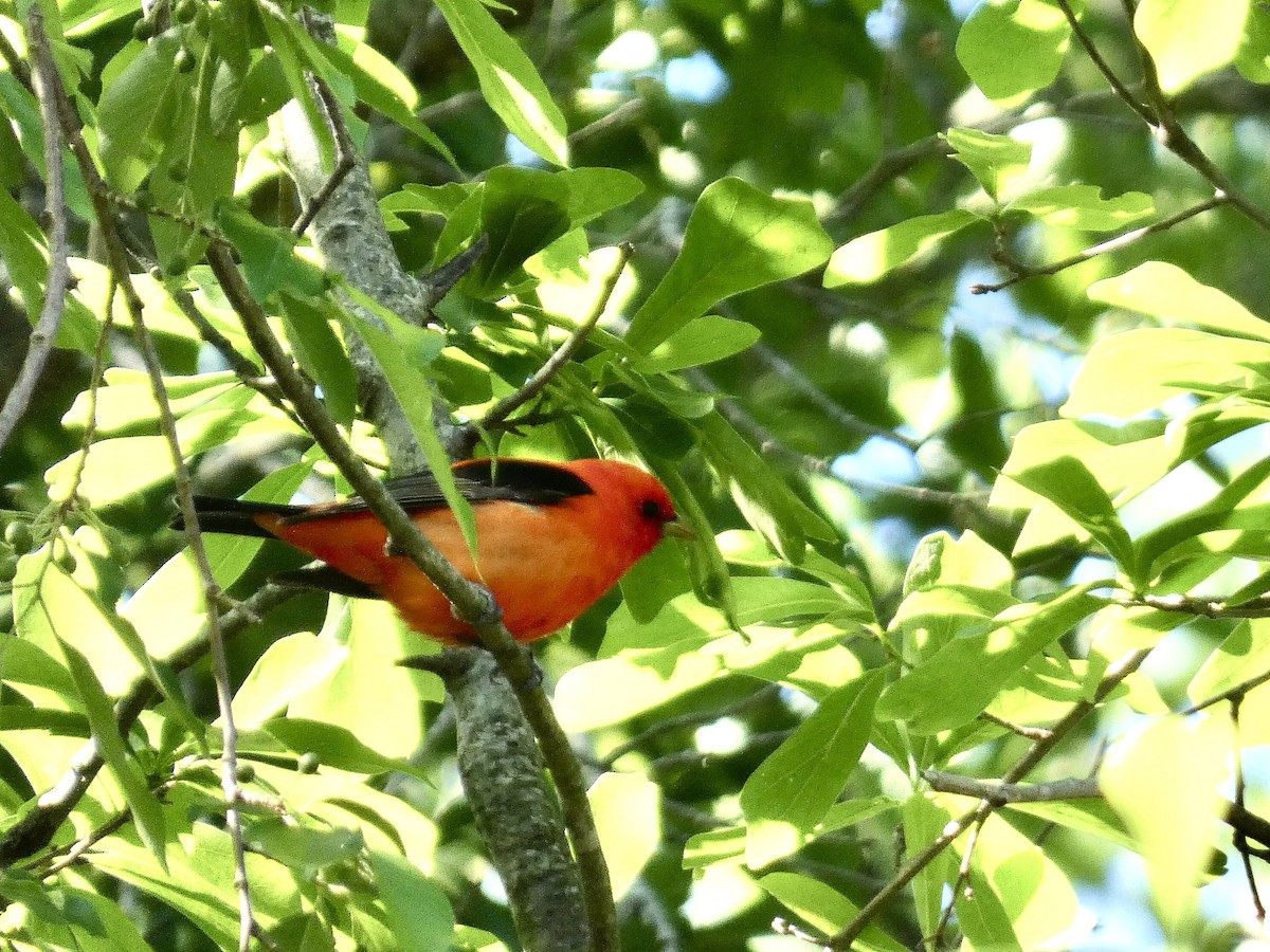 Scarlet Tanager - ML617830182