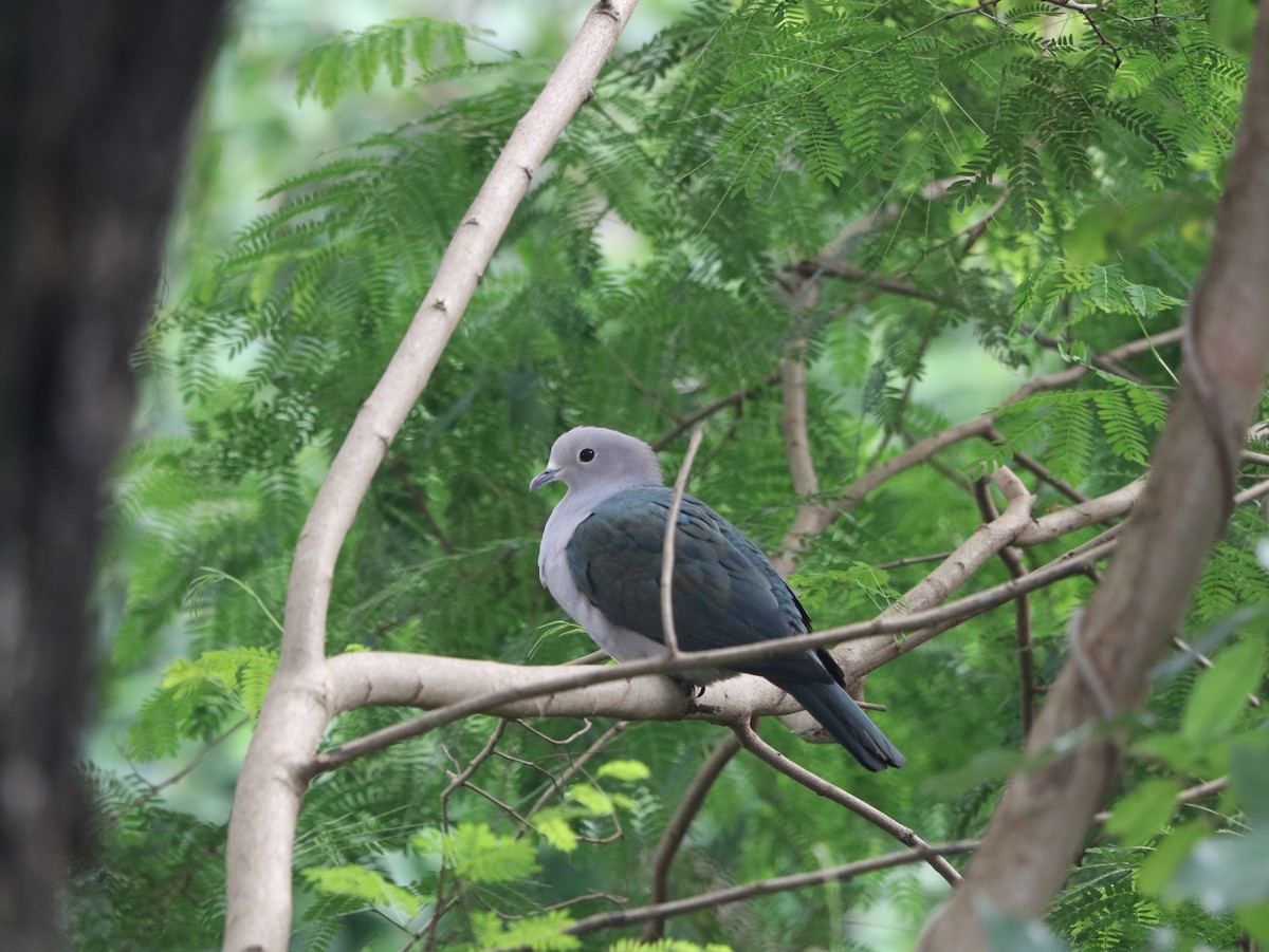 Green Imperial-Pigeon - Marco Costa