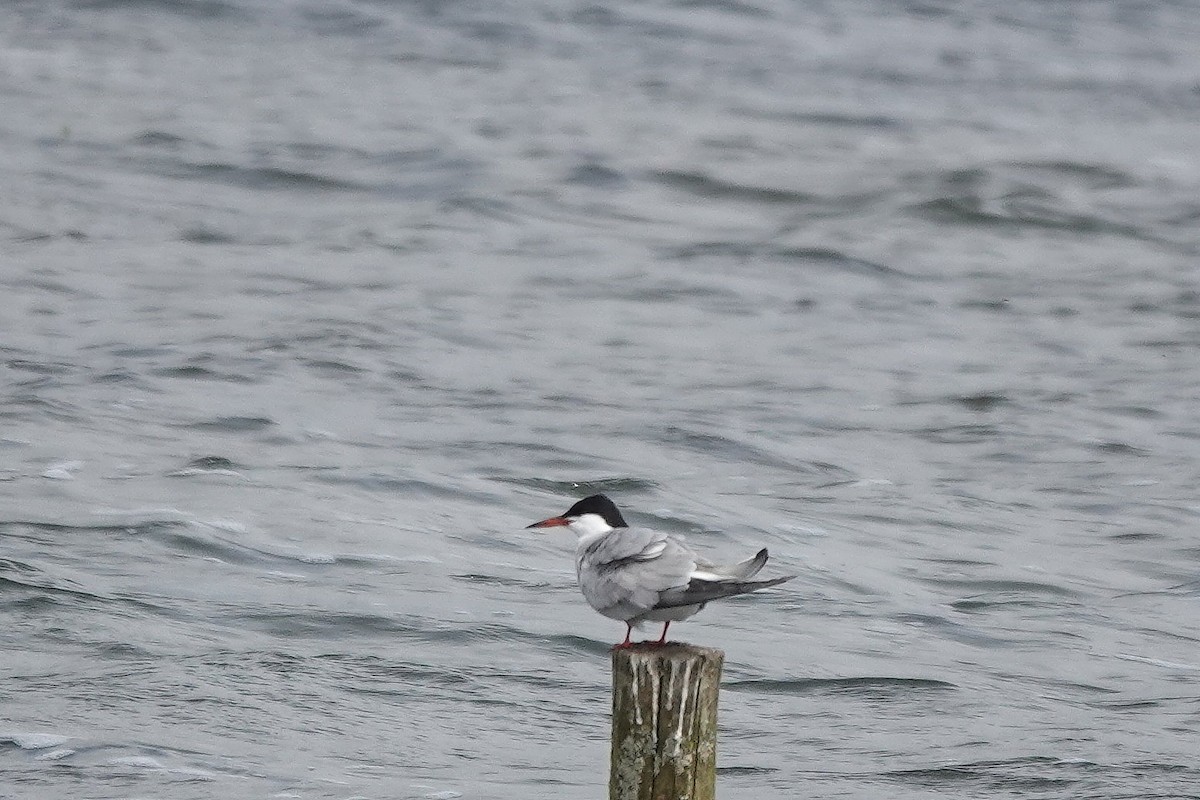 Common Tern - Roly Pitts
