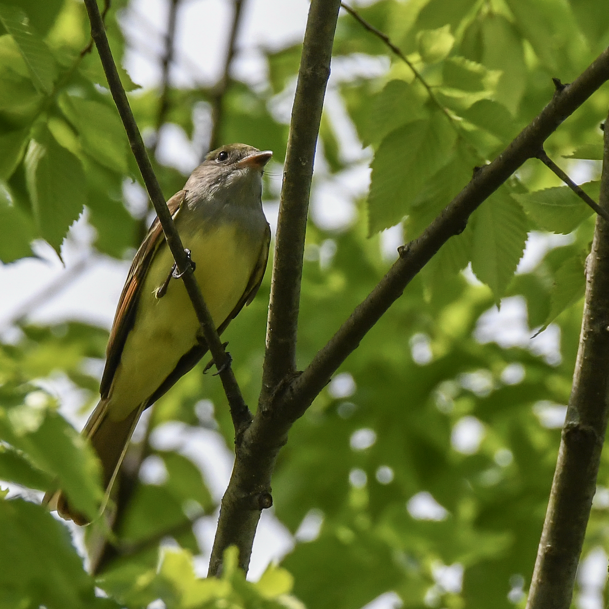 Great Crested Flycatcher - ML617830281