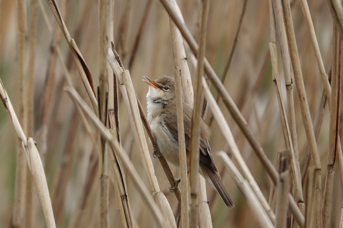 Common Reed Warbler - ML617830306