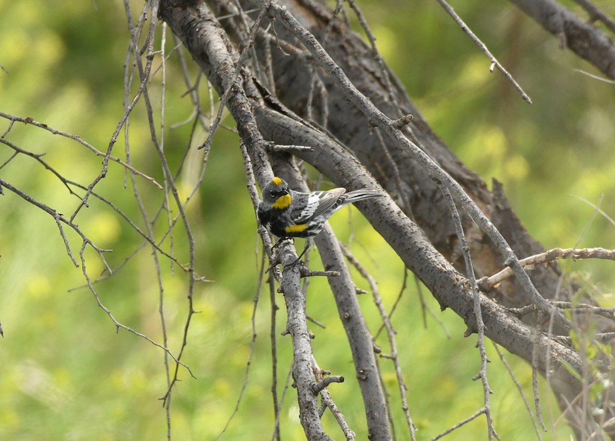 Yellow-rumped Warbler (Audubon's) - ML617830414