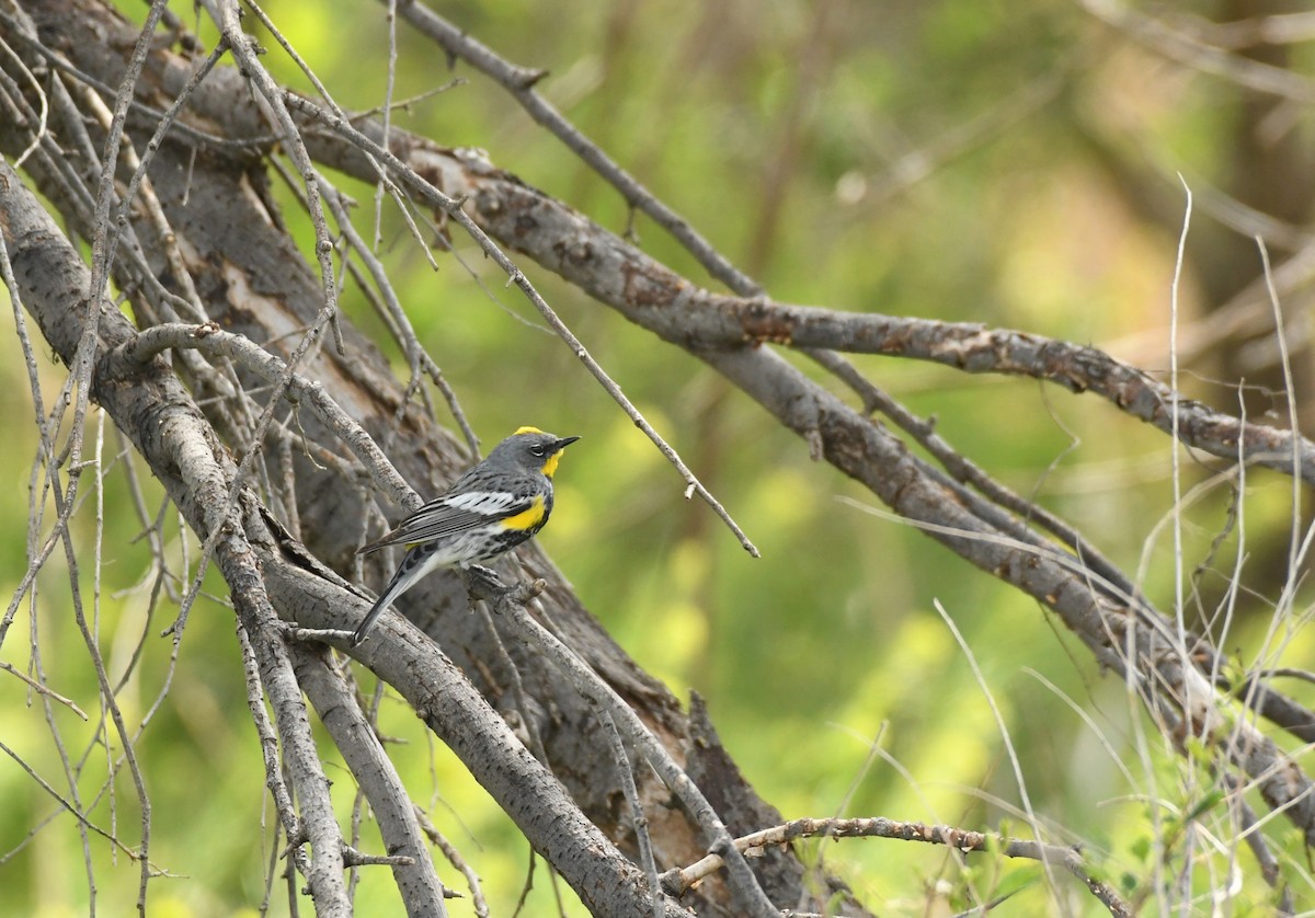 Yellow-rumped Warbler (Audubon's) - ML617830415