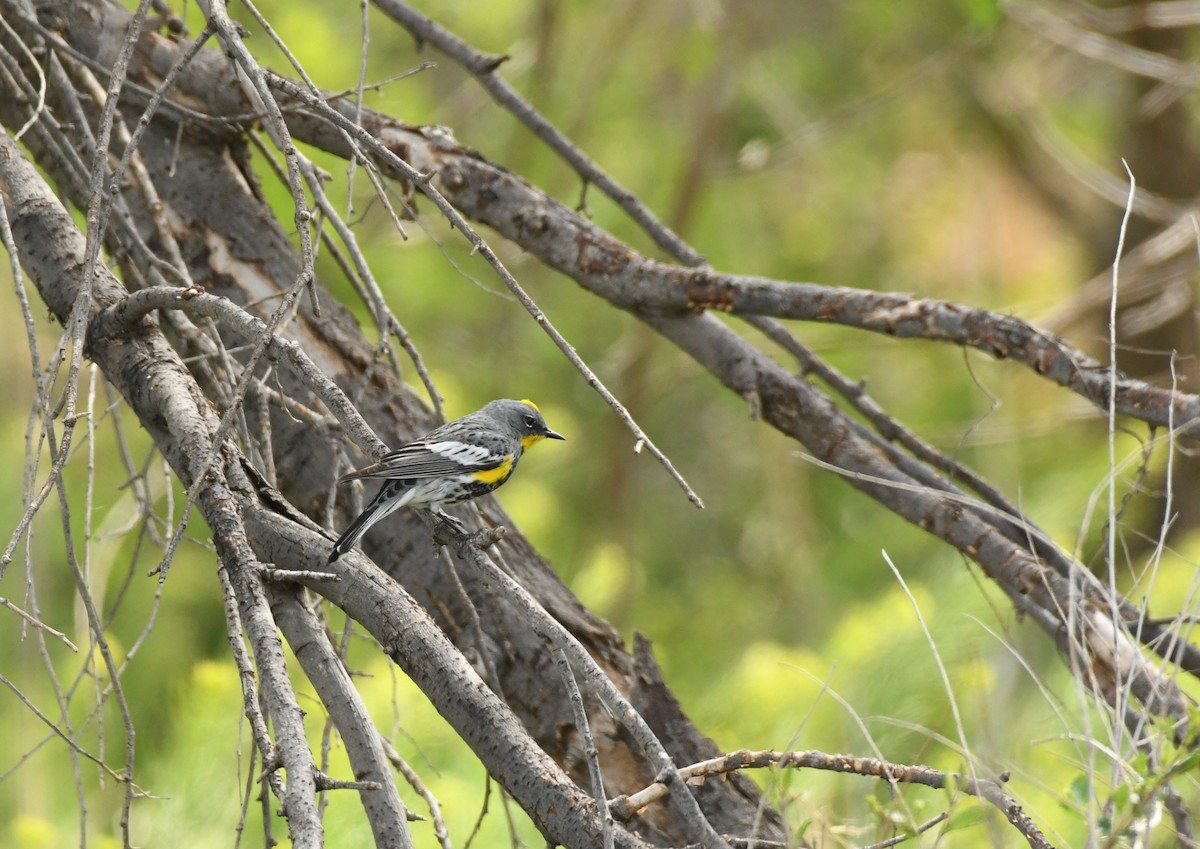 Yellow-rumped Warbler (Audubon's) - Joe Girgente