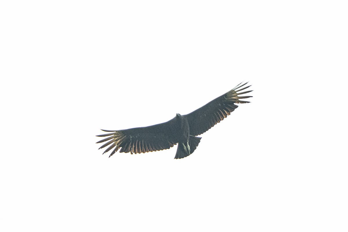 Black Vulture - ML617830461