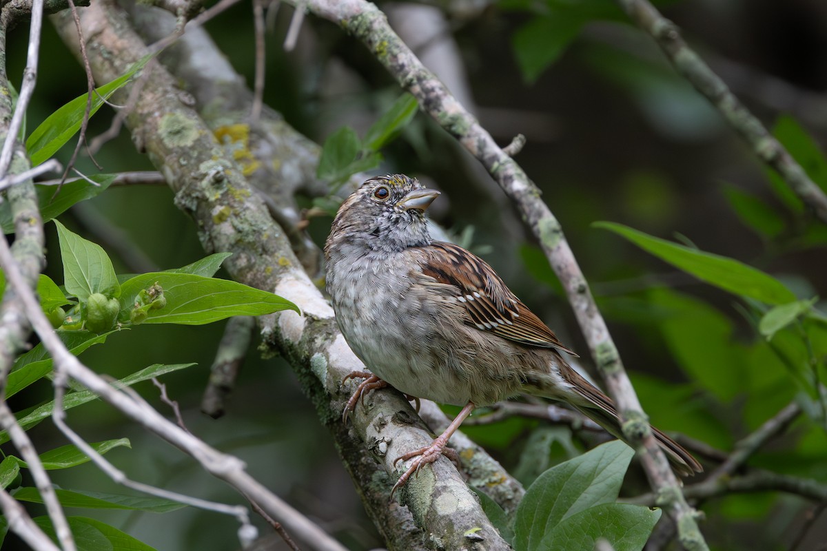 White-throated Sparrow - ML617830502