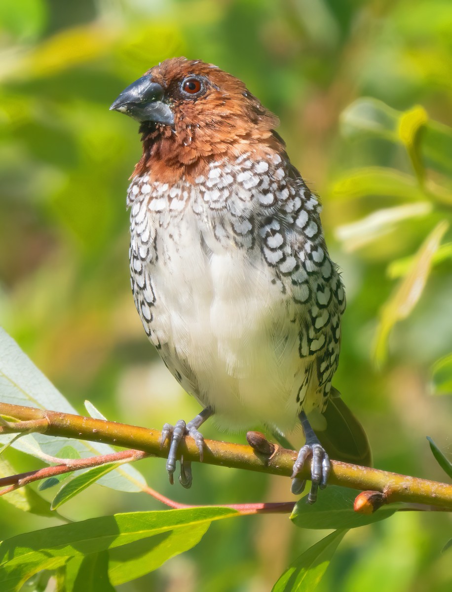 Scaly-breasted Munia - Mark Chappell