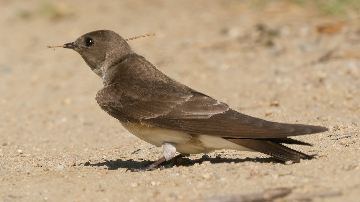 Northern Rough-winged Swallow - ML617830575