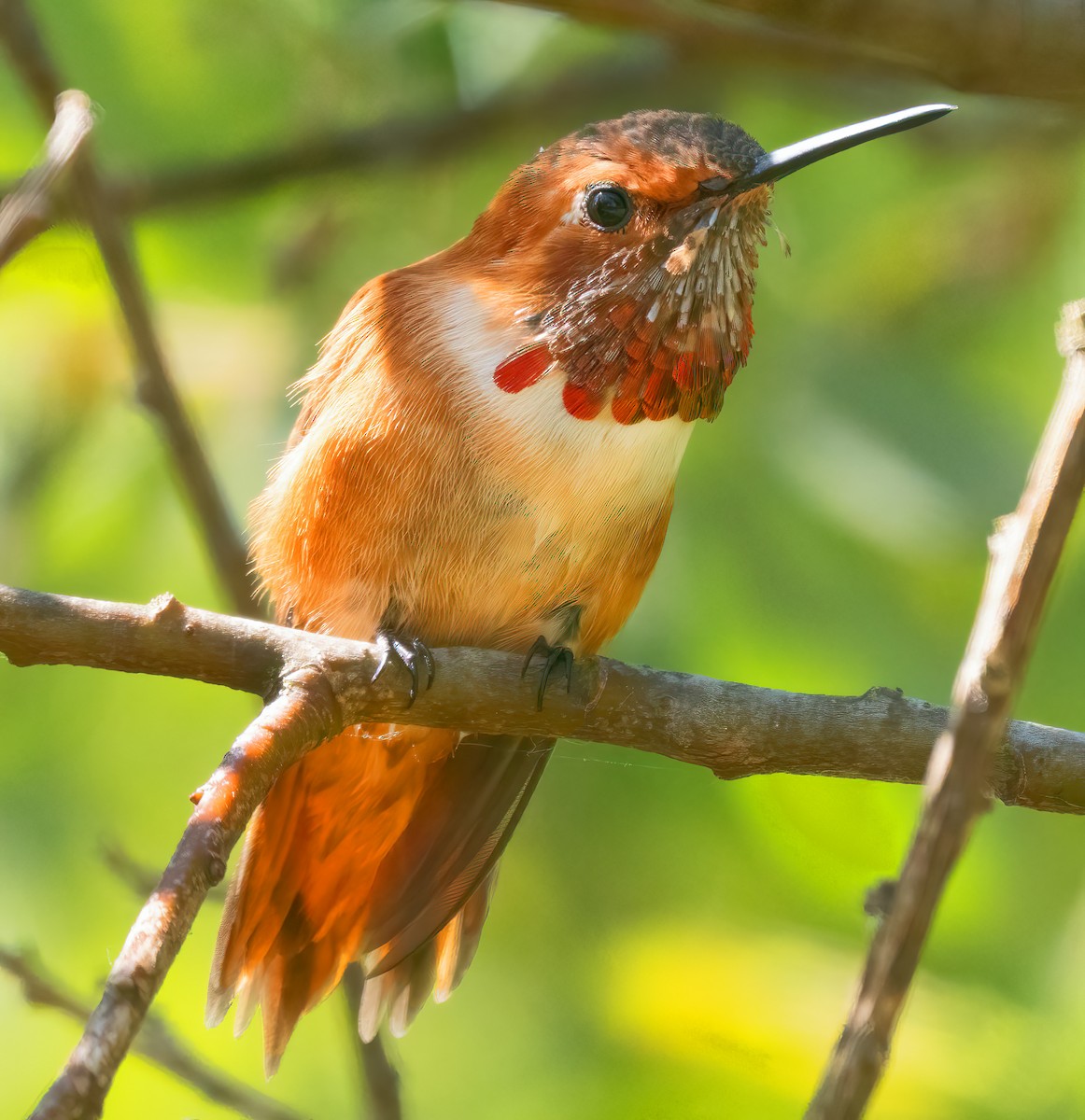 Rufous Hummingbird - Mark Chappell