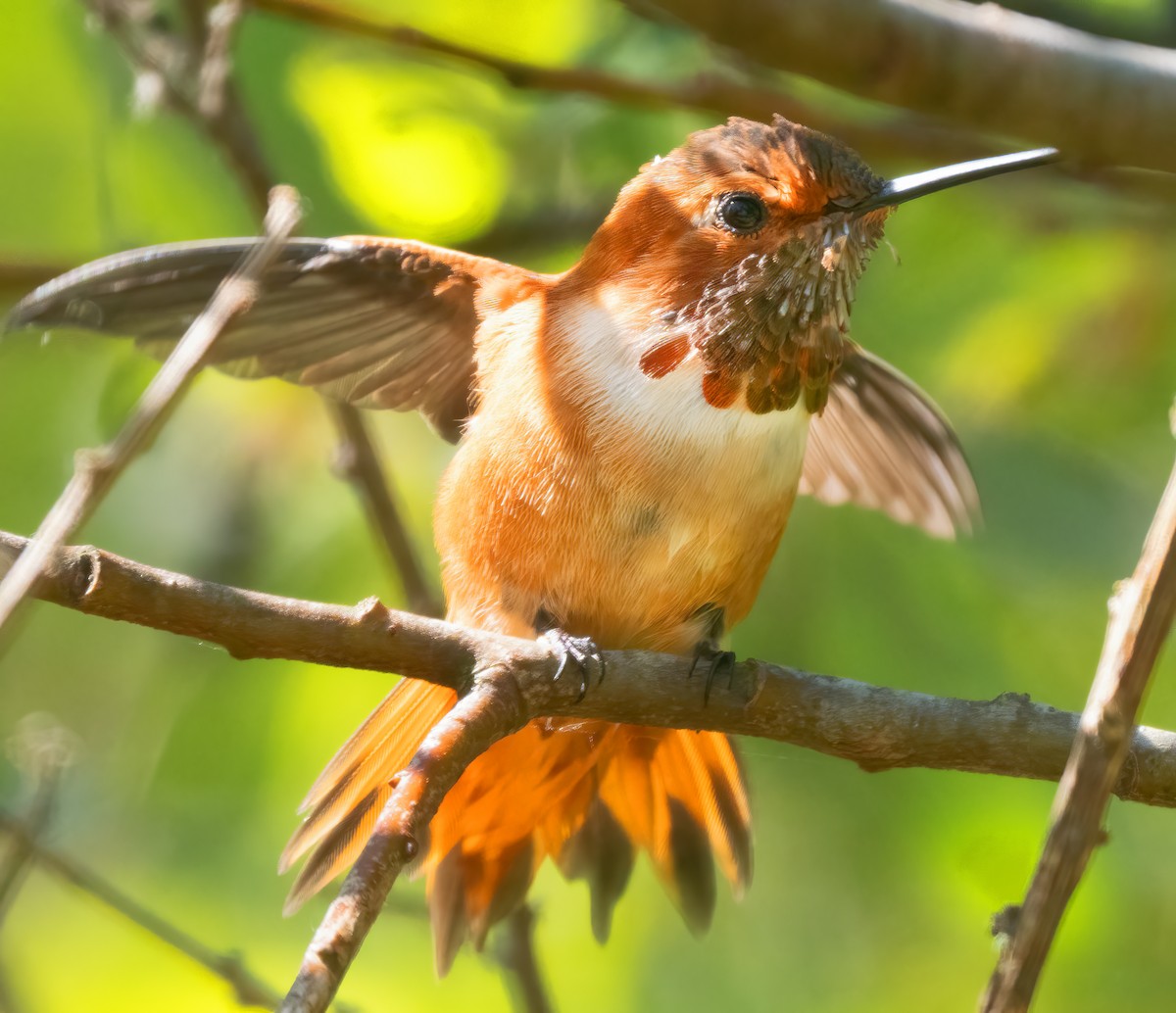 Rufous Hummingbird - ML617830590