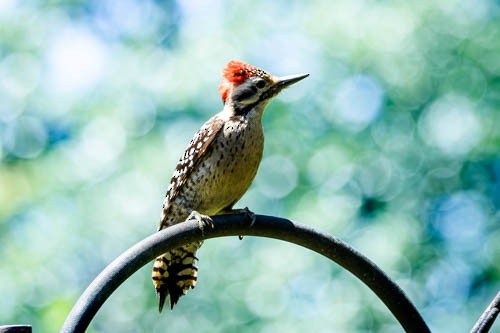 Ladder-backed Woodpecker - ML617830613