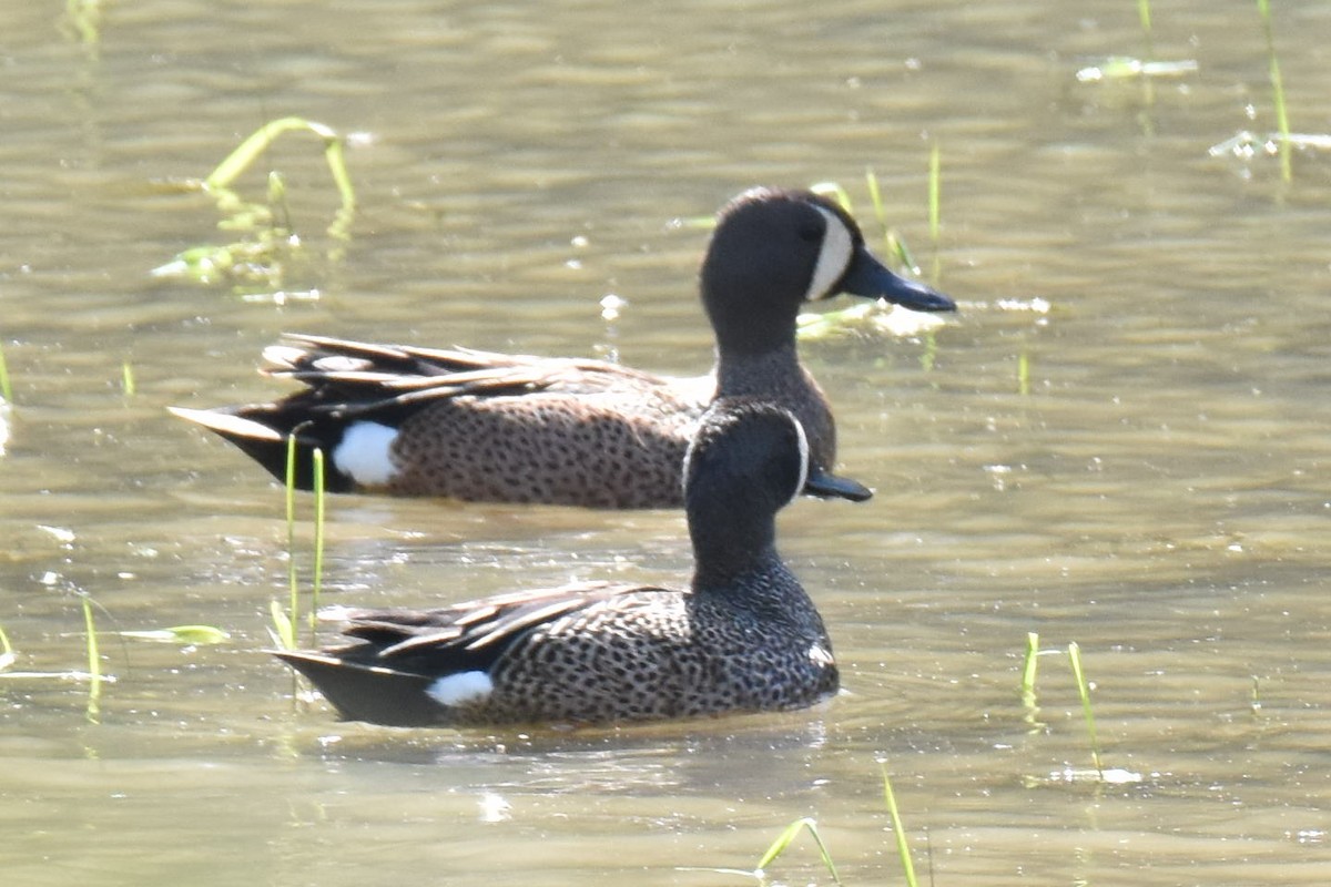 Blue-winged Teal - ML617830635