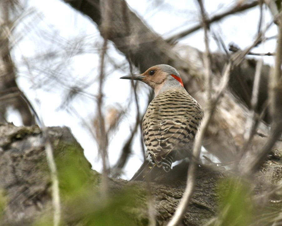 Northern Flicker (Yellow-shafted) - ML617830670