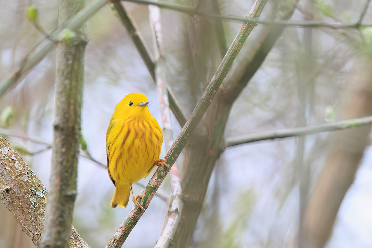 Yellow Warbler - Brian Stahls