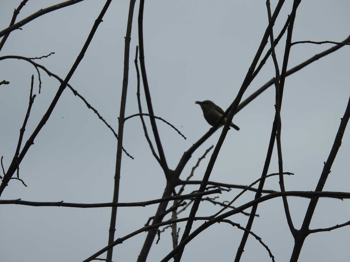 Fork-tailed Sunbird - ML617830721