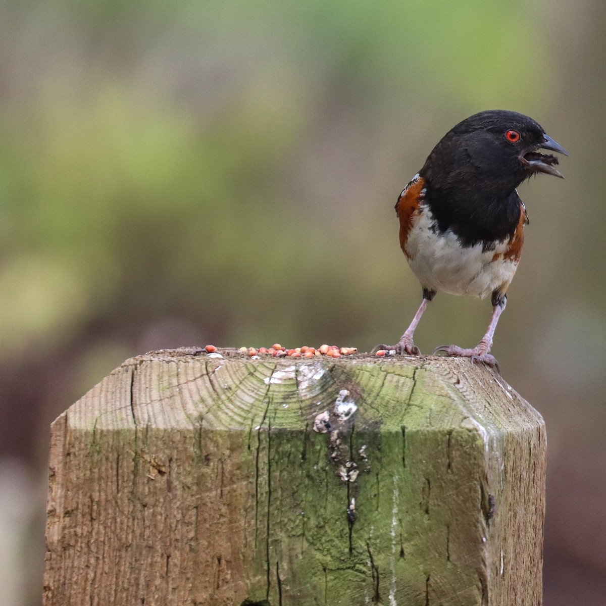 Spotted Towhee - ML617830727