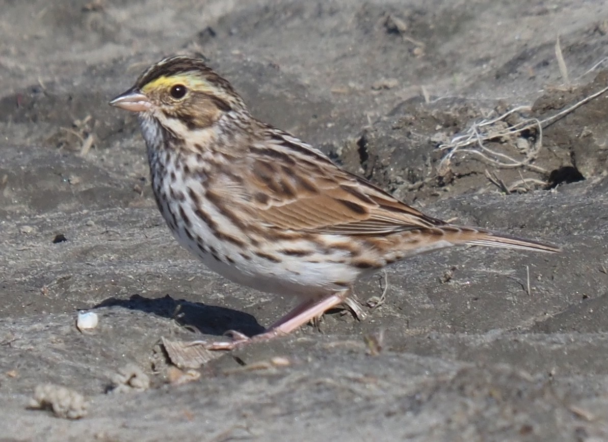 Savannah Sparrow - ML617830739