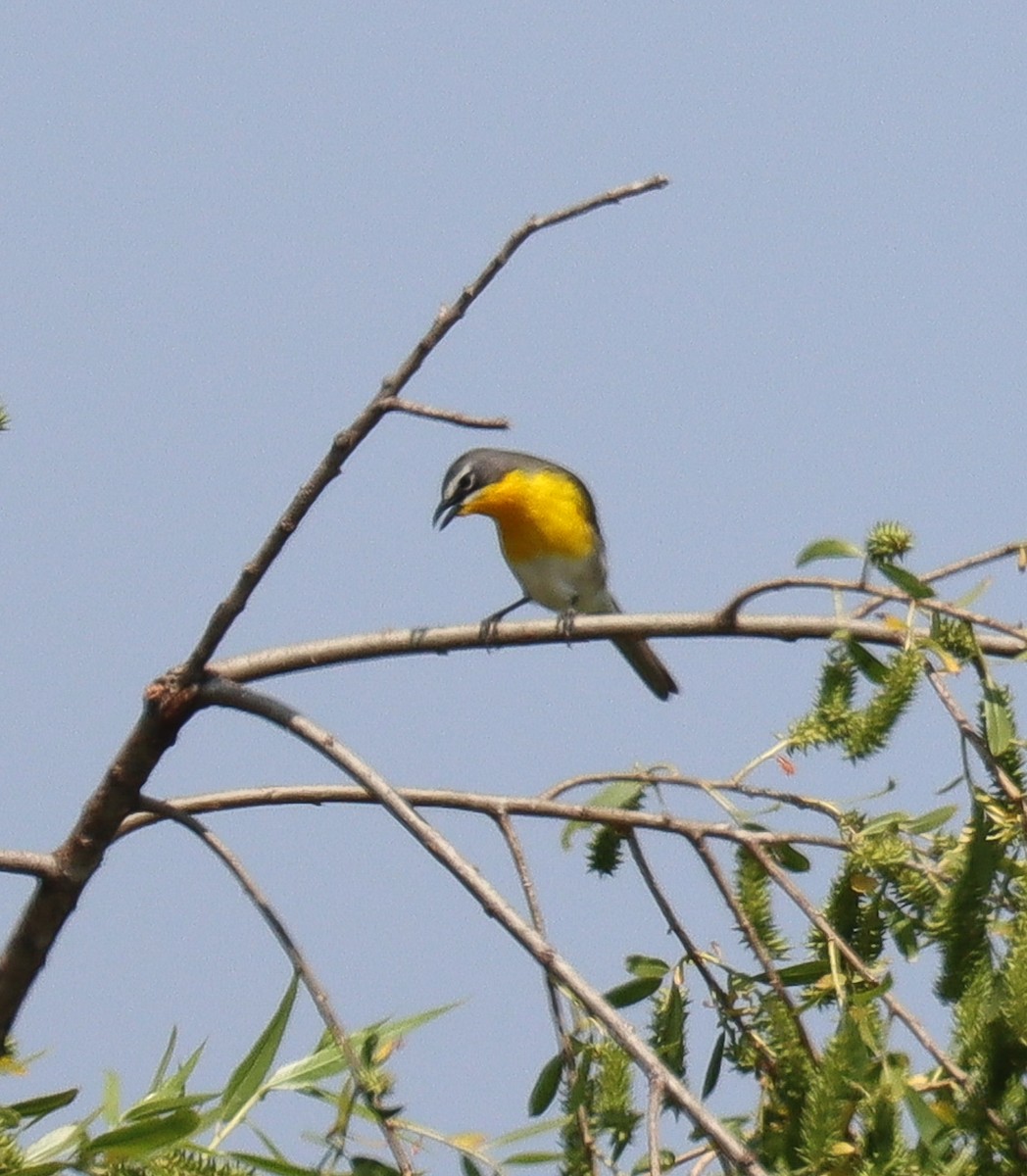 Yellow-breasted Chat - ML617830741