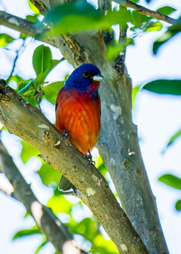 Painted Bunting - ML617830743