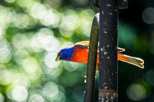 Painted Bunting - ML617830744