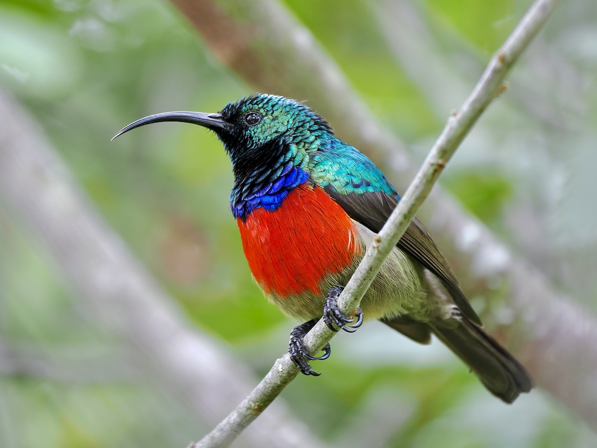 Greater Double-collared Sunbird - Gabriel Willow