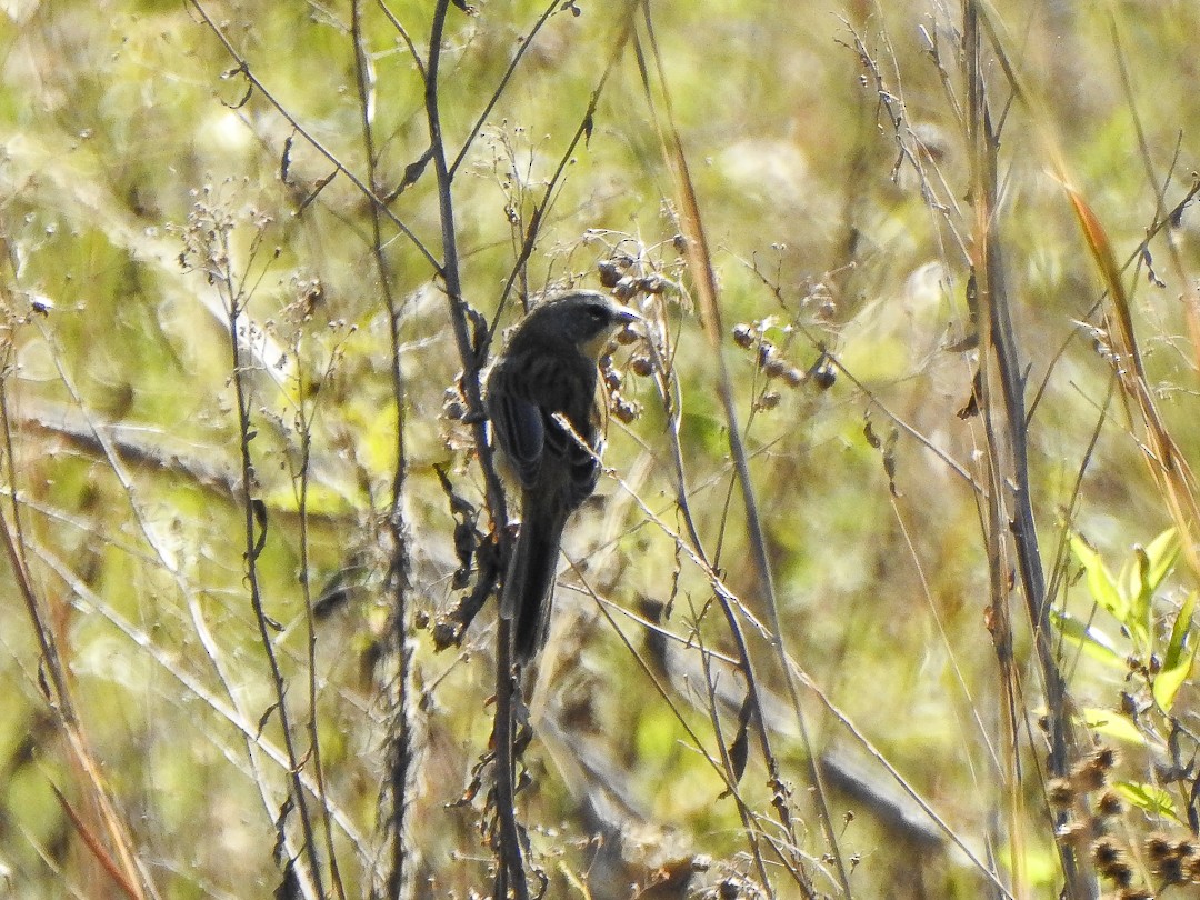 Long-tailed Reed Finch - ML617830747