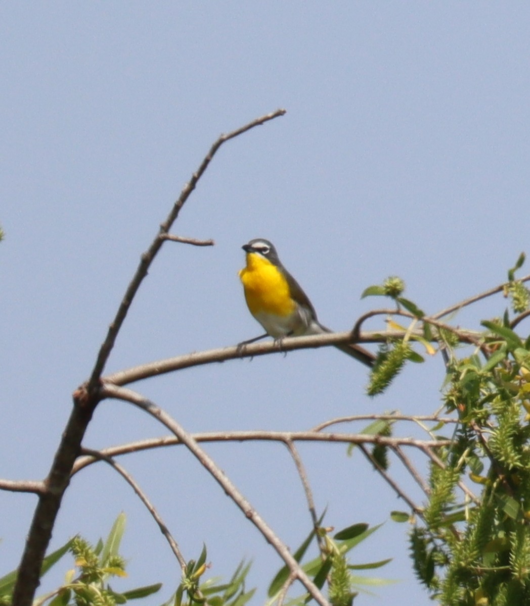 Yellow-breasted Chat - ML617830748