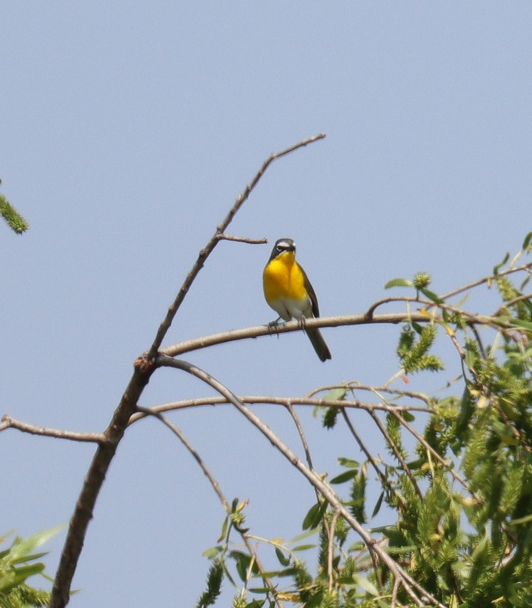 Yellow-breasted Chat - ML617830754