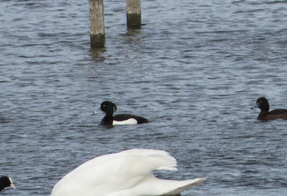 Tufted Duck - ML617830755