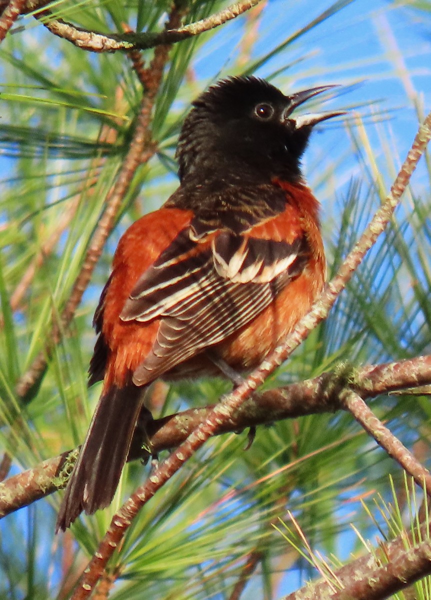 Orchard Oriole - ML617830776