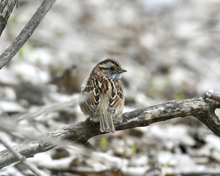 White-throated Sparrow - ML617830786