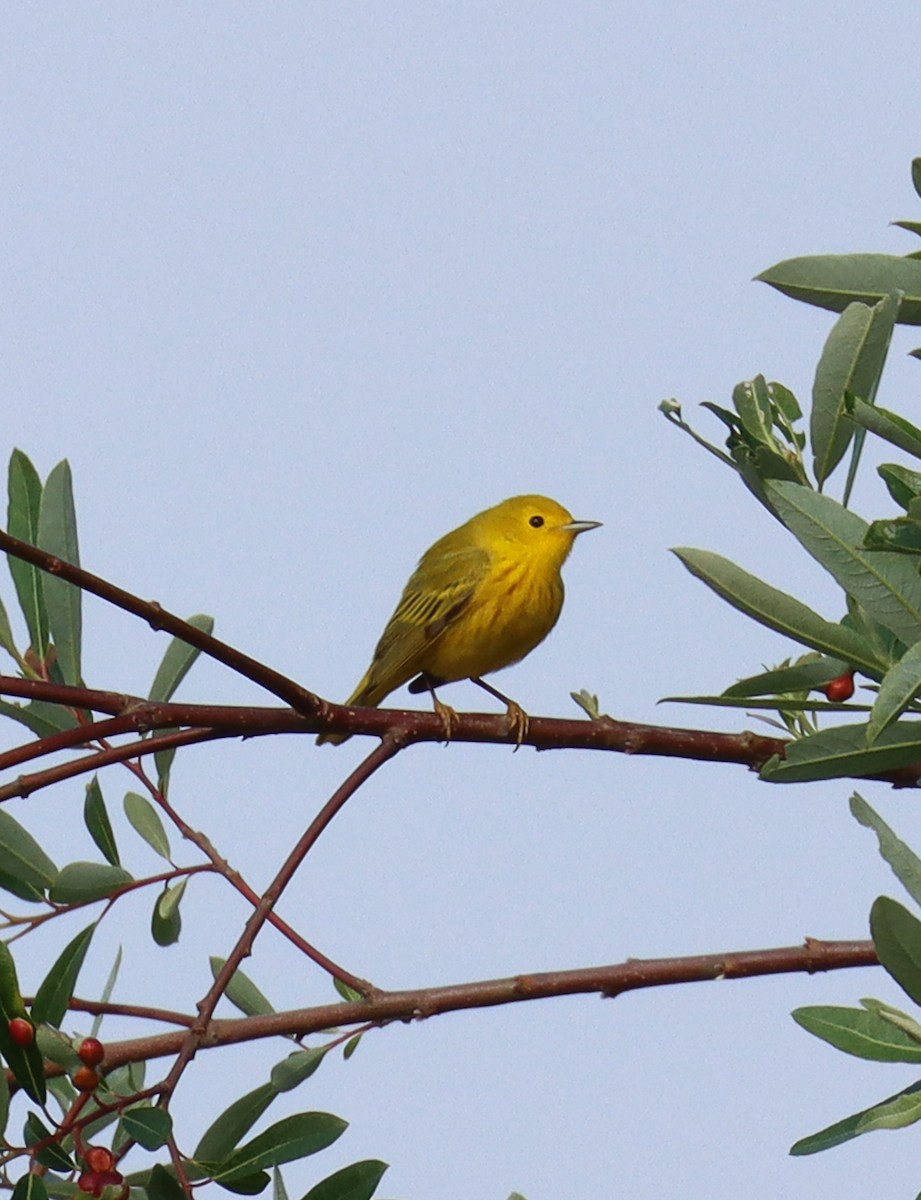 Yellow Warbler - Teresa Palos