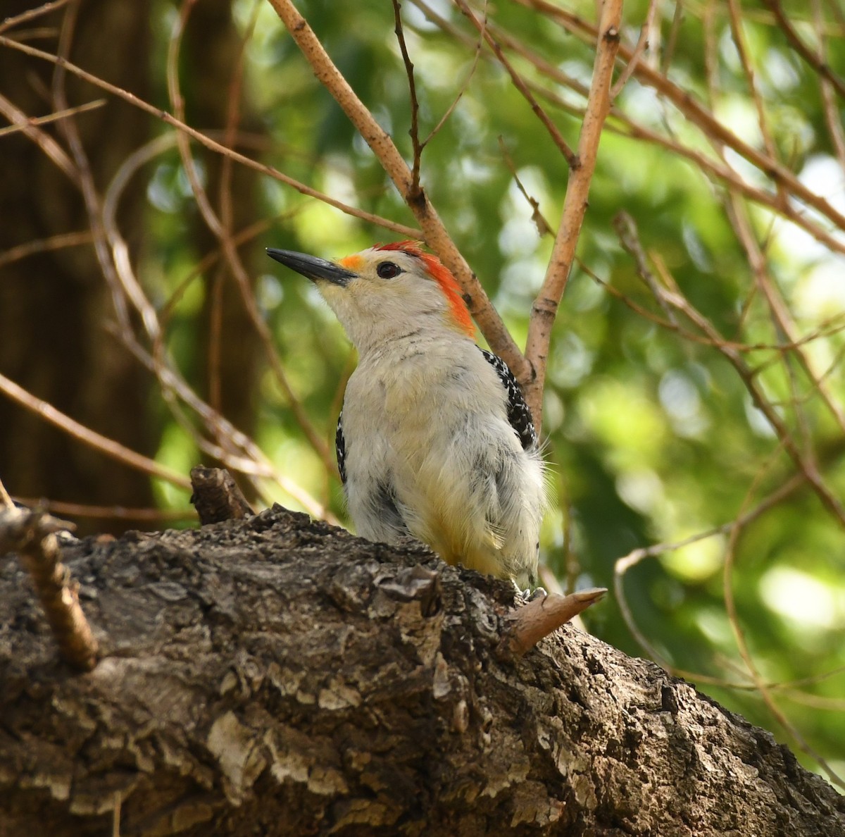 Golden-fronted x Red-bellied Woodpecker (hybrid) - ML617830798