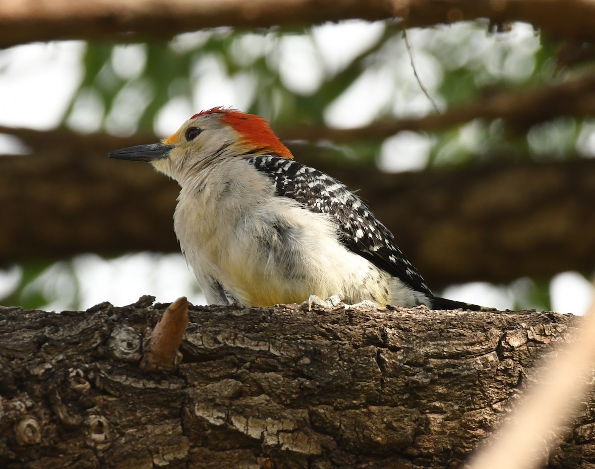 Golden-fronted x Red-bellied Woodpecker (hybrid) - ML617830799