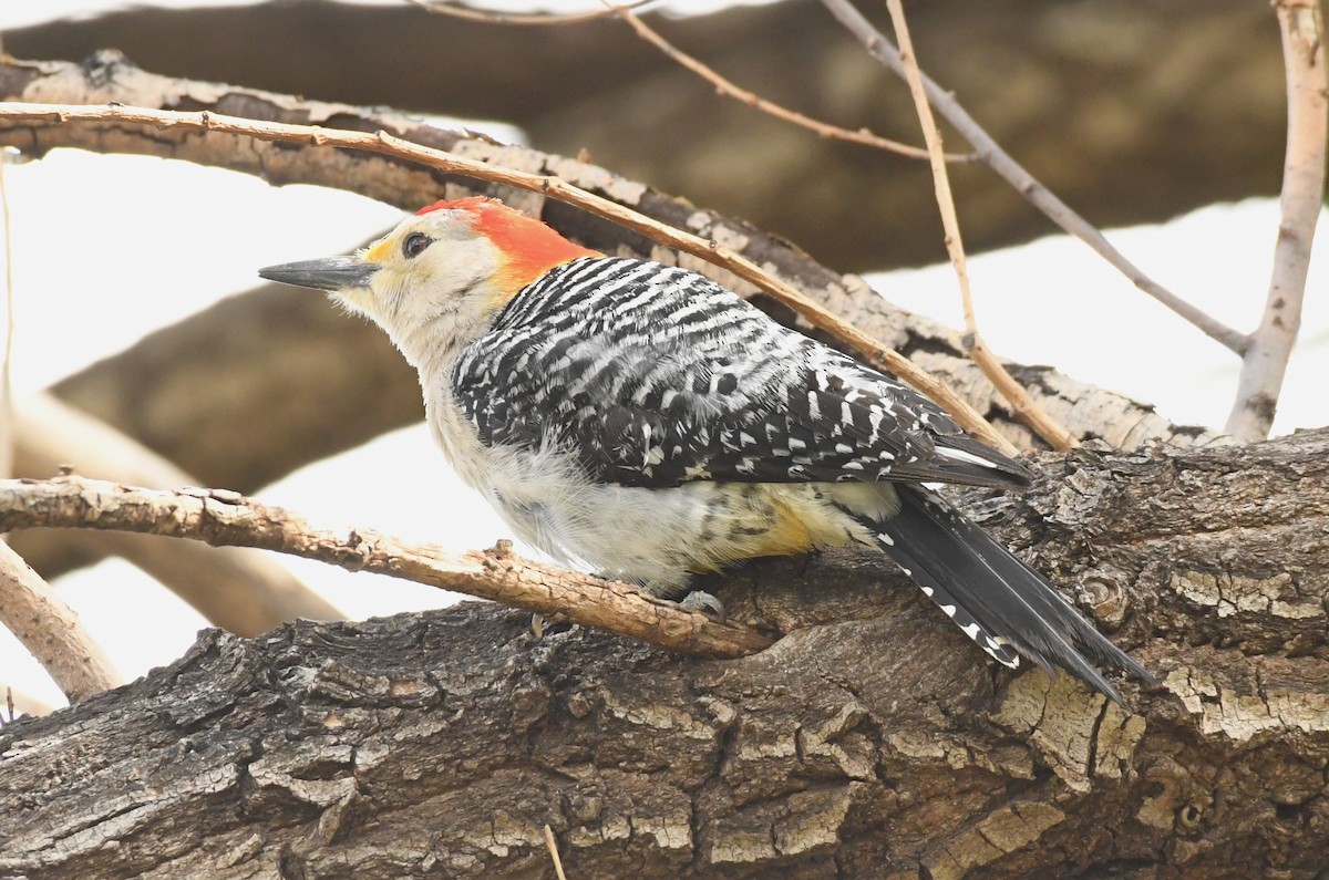 Golden-fronted x Red-bellied Woodpecker (hybrid) - ML617830801