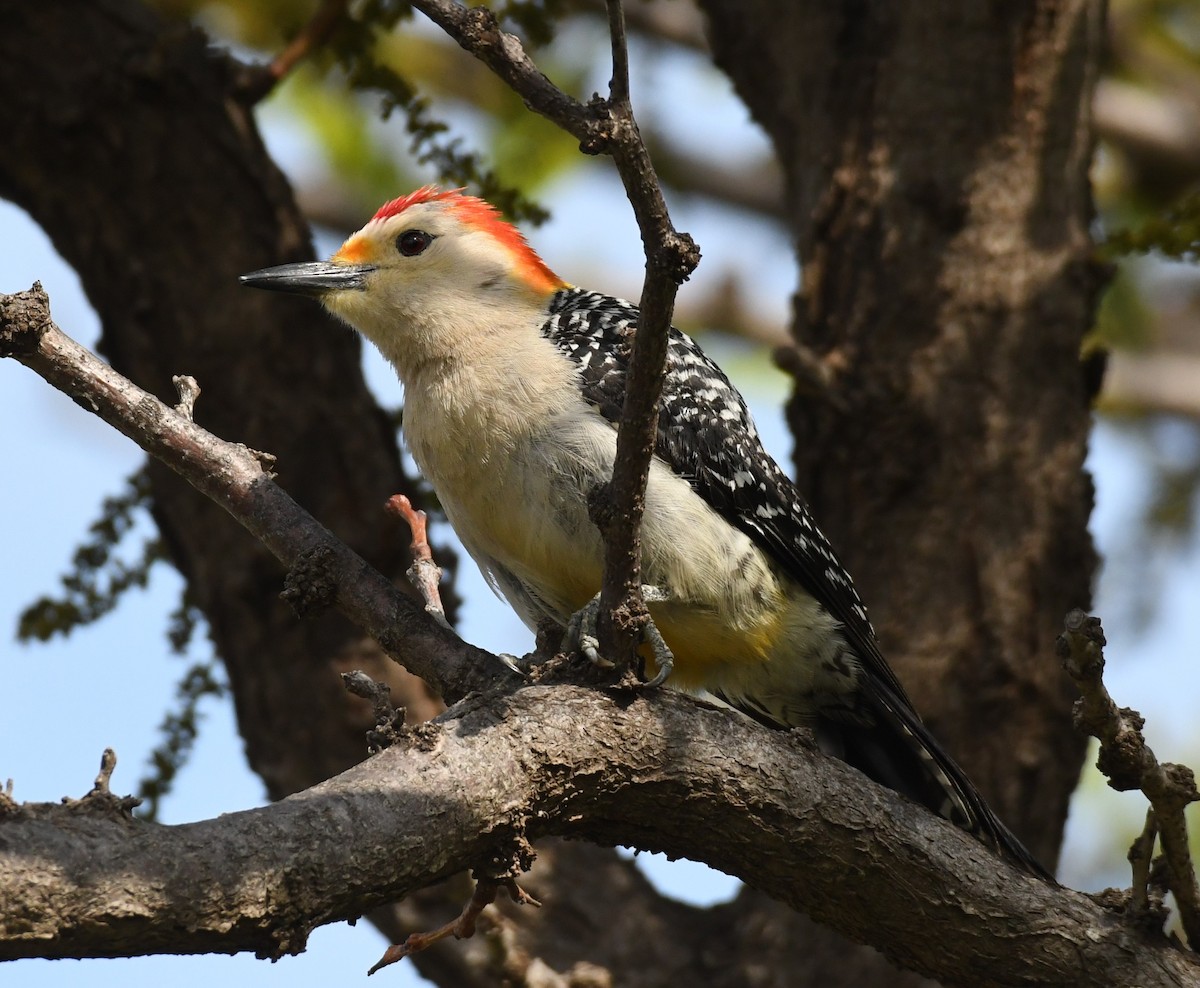 Golden-fronted x Red-bellied Woodpecker (hybrid) - ML617830802