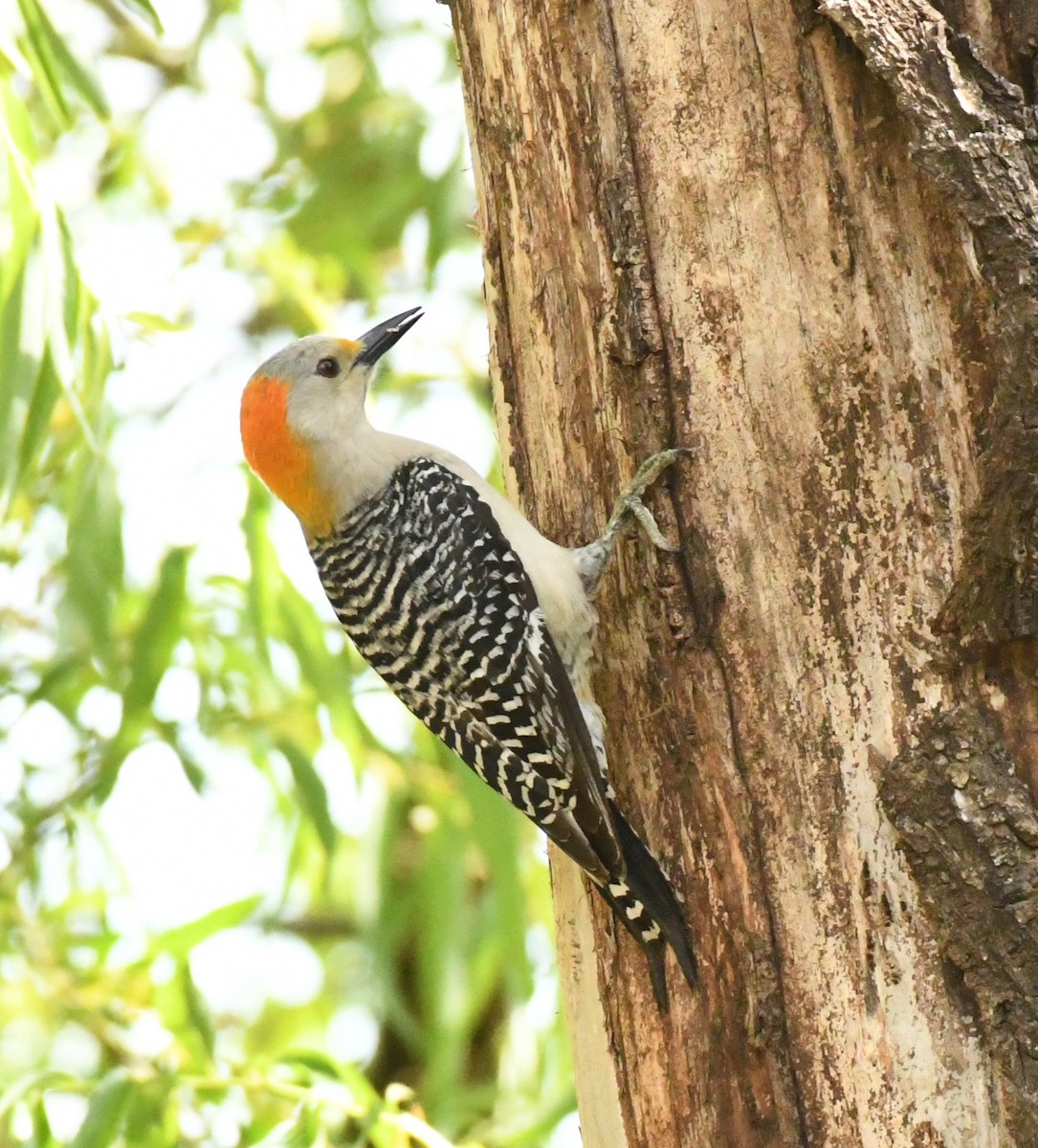 Golden-fronted Woodpecker (Northern) - ML617830807
