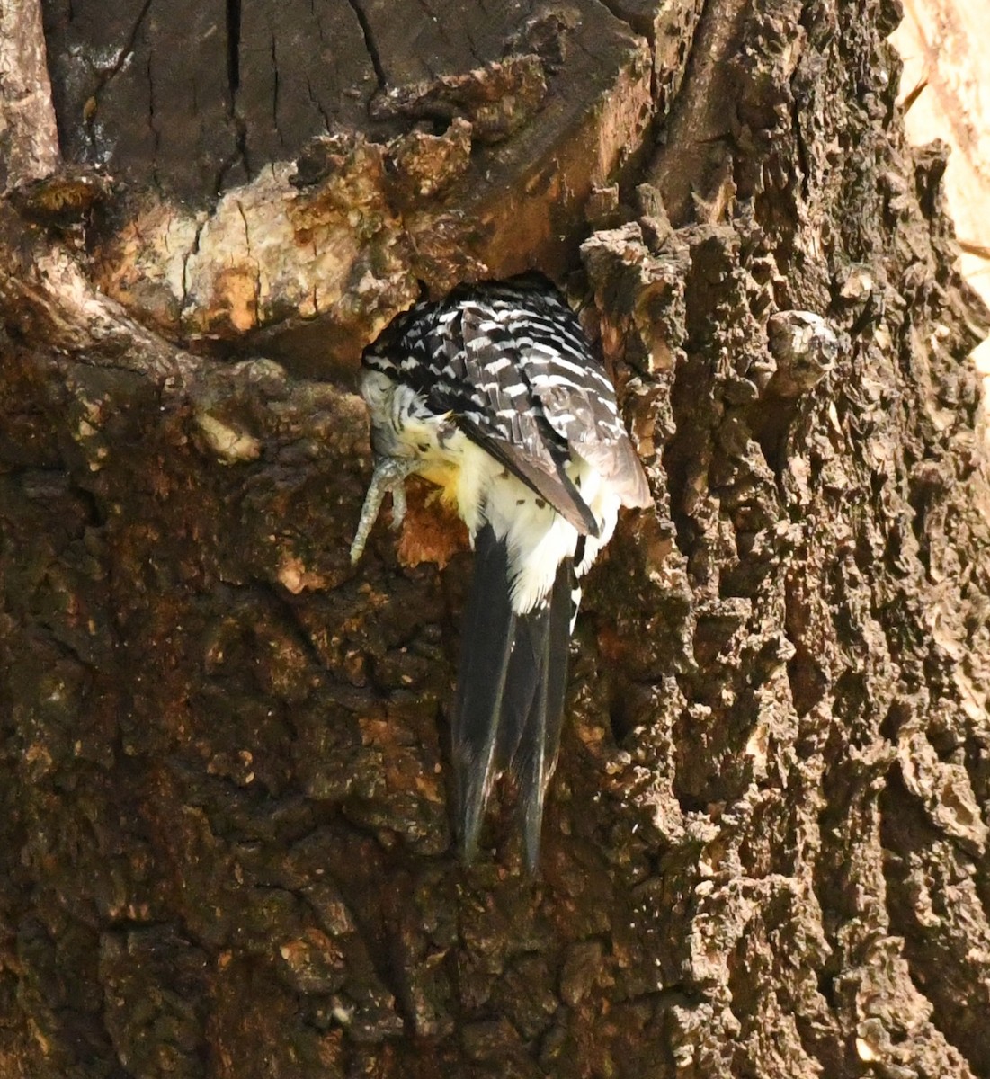 Golden-fronted Woodpecker (Northern) - Joe Girgente