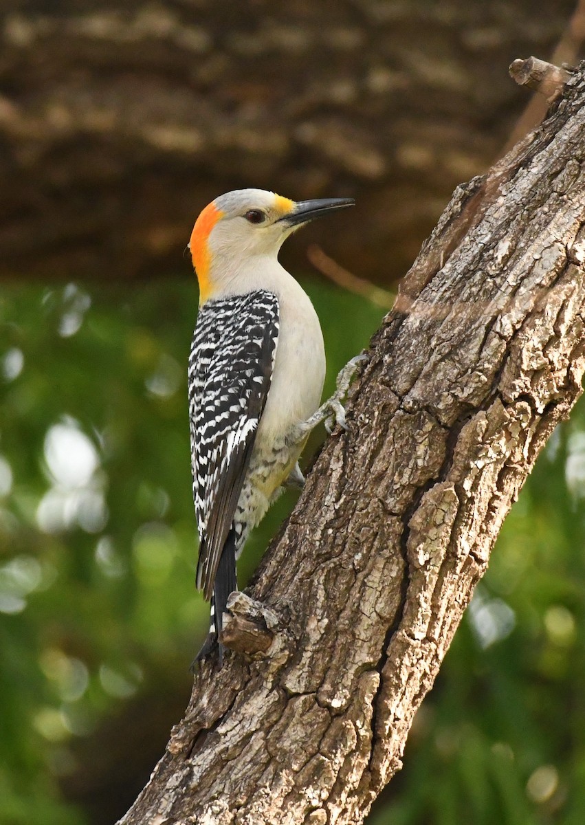 Golden-fronted Woodpecker (Northern) - ML617830809