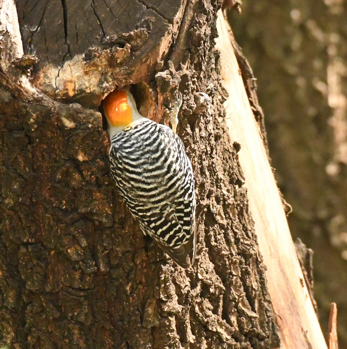 Golden-fronted Woodpecker (Northern) - ML617830811